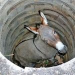 The donkey down the well.