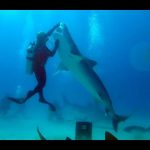 Love Shark Diving? Visit Tiger Beach Bahamas