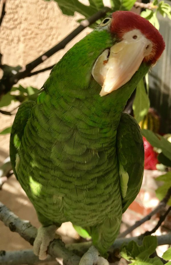 Amazon Parrot, Lucky