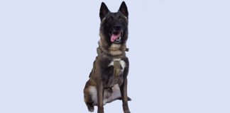 Our Canine Hero who helped capture al-Baghdadi