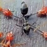Red Ants attacking Black Ant