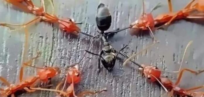 Red Ants attacking Black Ant