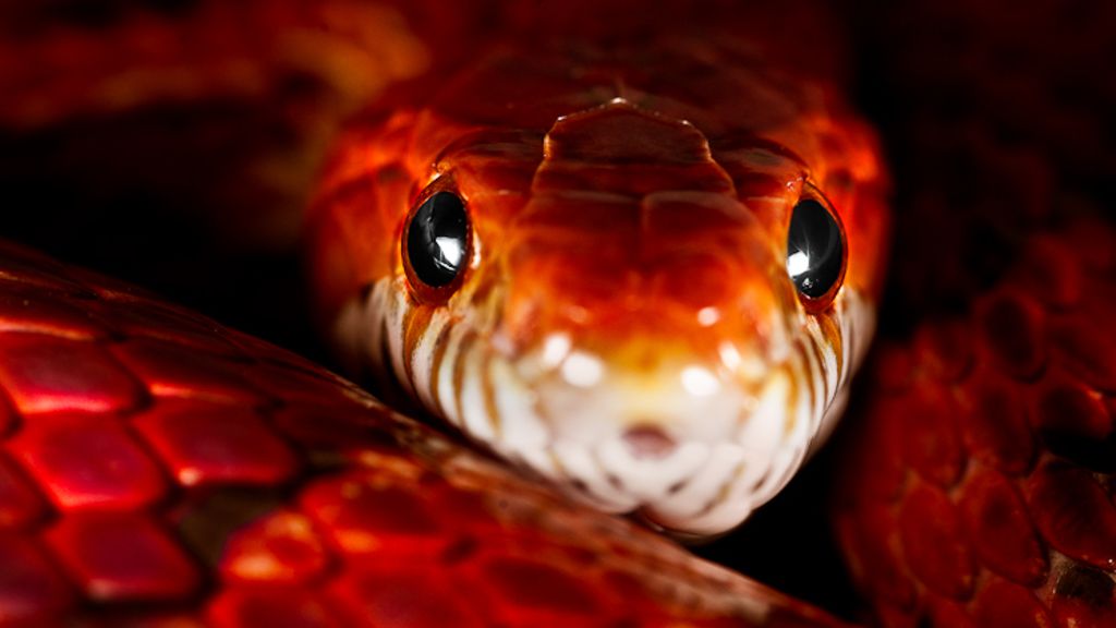 Snake
