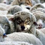A Wolf in sheep's clothing.
