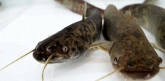 Catfish kept at Kindai University Aquaculture Research Institute's Shingu Station