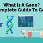 What Is A Gene