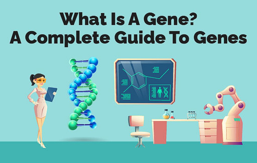 What Is A Gene
