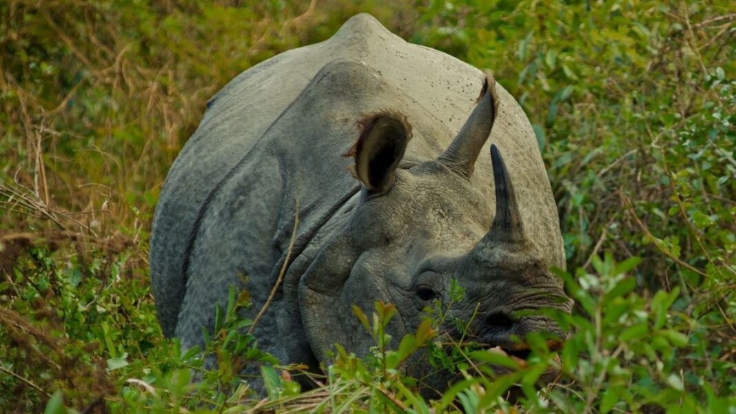 RINO in Grass