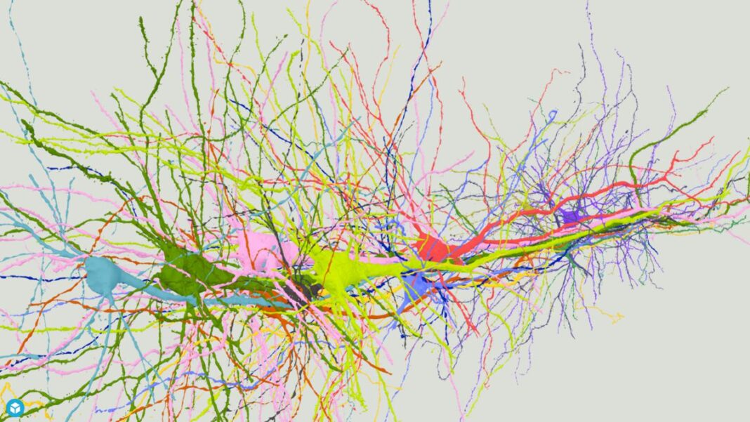 A 3D model of closely bundled pyramidal neurons running through cortical layer 5 of a mammalian brain