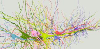 A 3D model of closely bundled pyramidal neurons running through cortical layer 5 of a mammalian brain