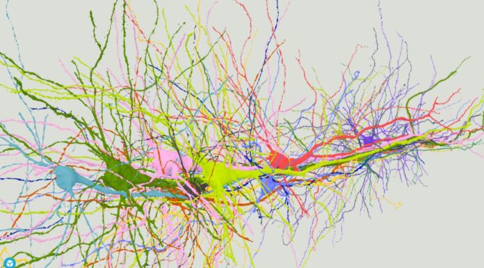 A 3D model of closely bundled pyramidal neurons running through cortical layer 5 of a mammalian brain