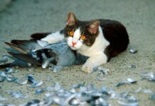 Cat Kills Bird