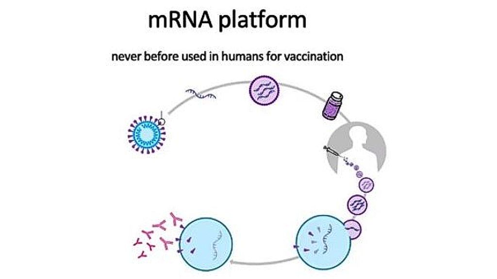 mRNA Platform: Never before used in humans for vaccination.
