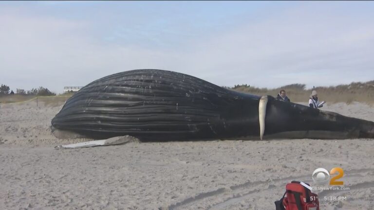 Are Wind Turbines Killing These 100,000 Pound Mammals?