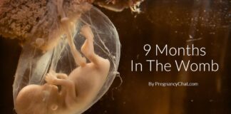 9 Months in the Womb
