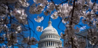 The U.S. Capitol building during cherry blossom season in Washington on March 20, 2024.