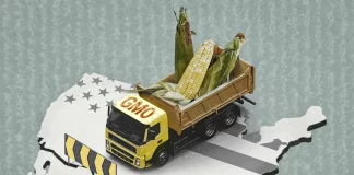 The US-Mexico Dispute Over GM Corn Safety Could Transform American Agriculture