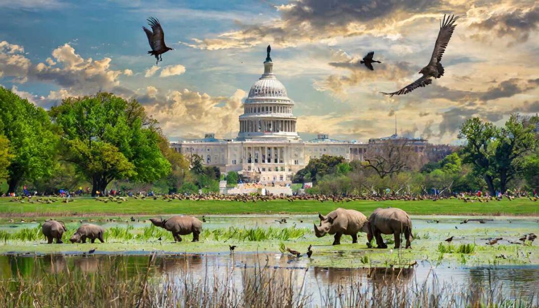 Washington DC Swamp