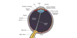 Anatomy of a Human Eye
