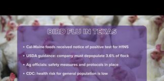 Top U.S. egg producer detects bird flu at Texas plant