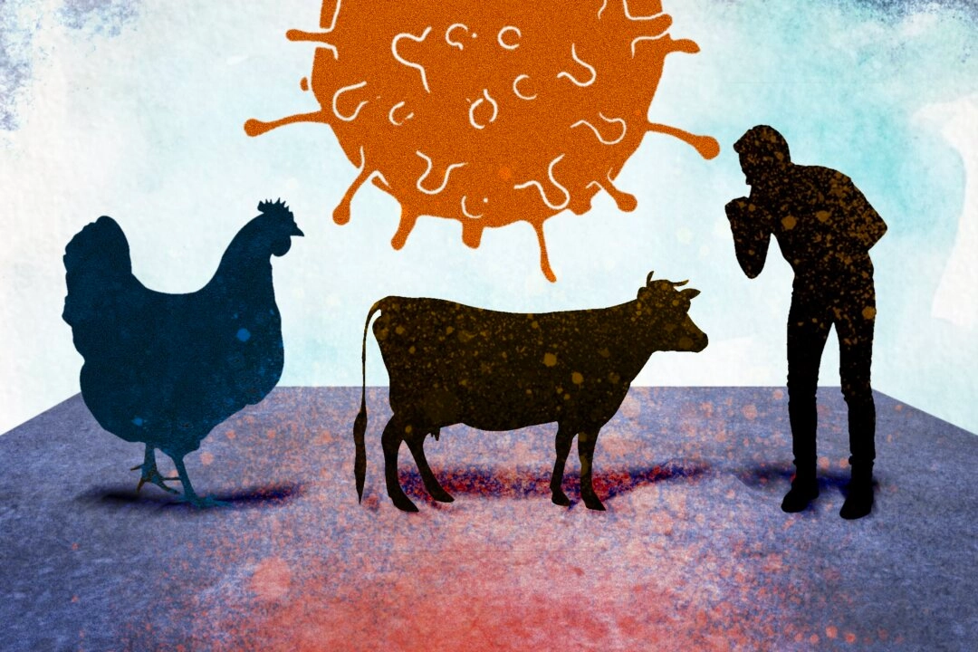 Is Gain-of-Function Responsible for the Bird Flu Jump to Cows and