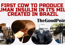 First cow to produce human insulin in its milk created in Brazil | thegoodpoint