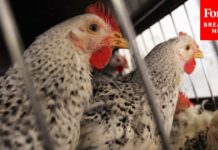 Only Second Human Case Of Bird Flu In U.S. As Global Virus Expands—Here’s What To Know