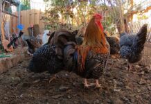 Chickens Making Noise! Backyard Chickens Hens Clucking Roosters Crowing!