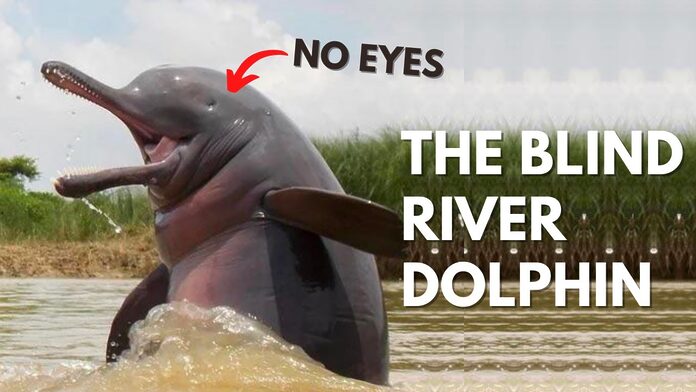 Meet the Blind South Asian River Dolphins Meet the Blind South Asian River Dolphins