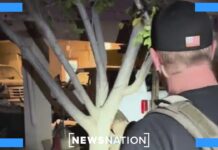 Arizonans Approve Police Arrests of Illegal Entrants, Right to Abortion New Arizona law lets police act as border patrol | NewsNation Live