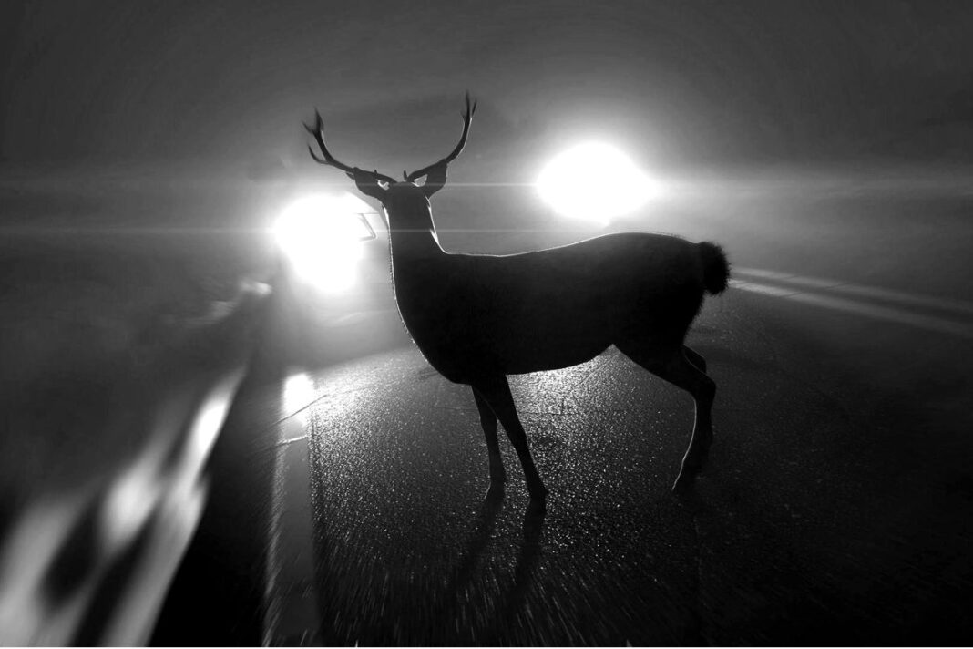 Deer in the Headlights