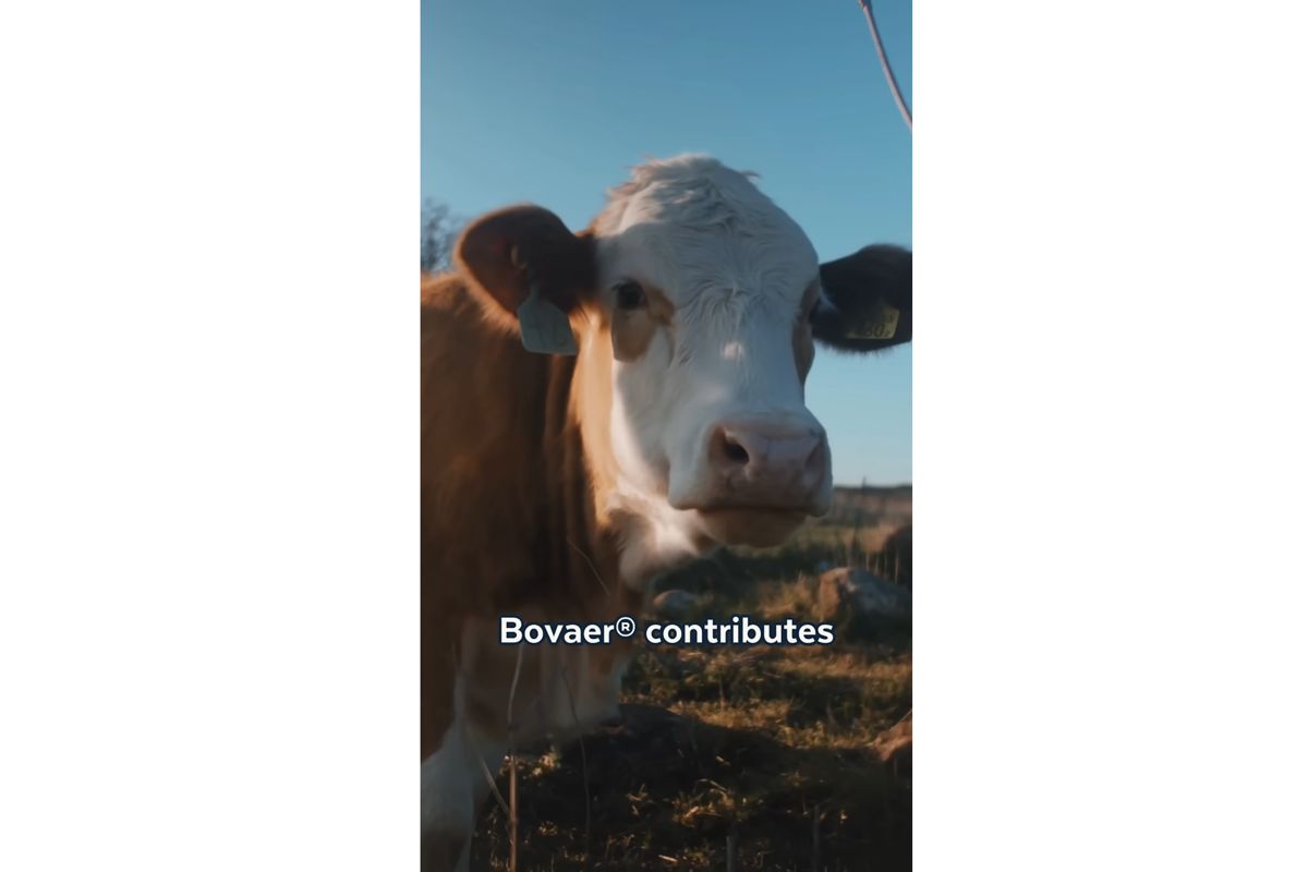 Danish Cattle Dropping Like Flies After Government Mandates Methane Enzyme Inhibitor