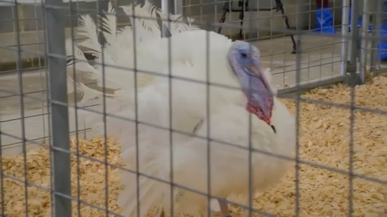 REP. JASMINE CROCKETT WINS 2025 TURKEY OF THE YEAR AWARD