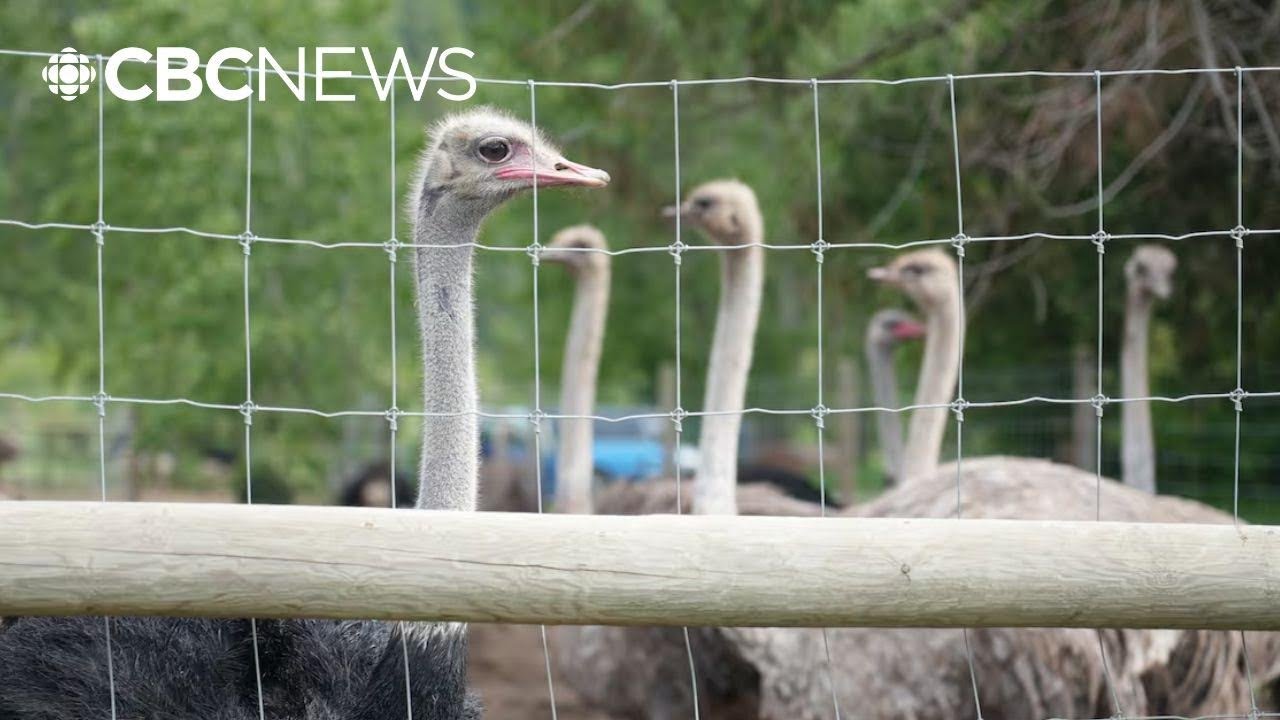 The Ostrich Bird Flu Saga: 300+ Birds Massacred and a Family Farm Destroyed
