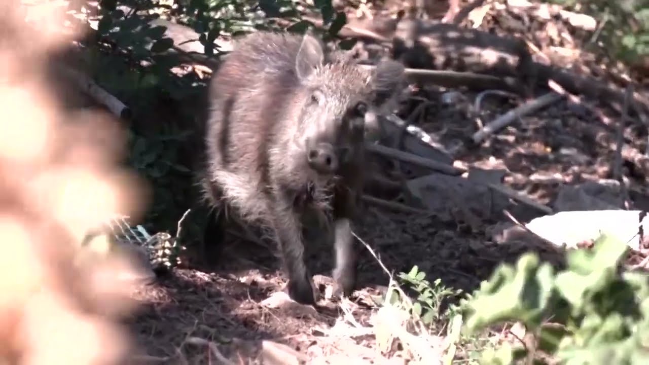 Likely Lab-Produced Swine Flu Escapes Spanish Lab: Report