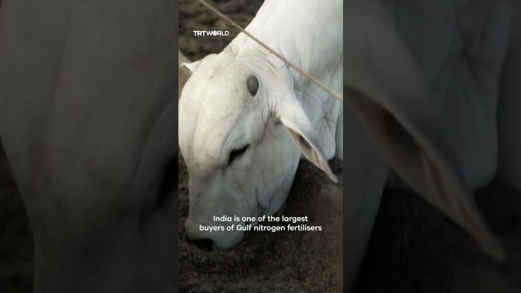 Closure of Strait of Hormuz could trigger global fertiliser crisis