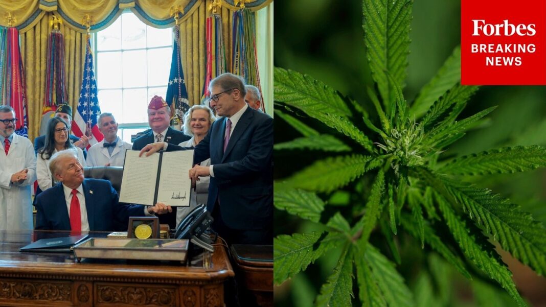 Trump Administration Reclassifies Medical Marijuana As A Less Dangerous Drug