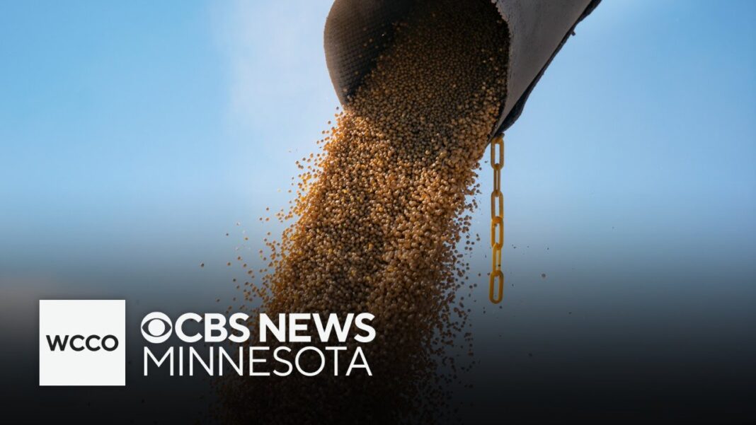 What Trump’s deal with China means for Minnesota farmers
