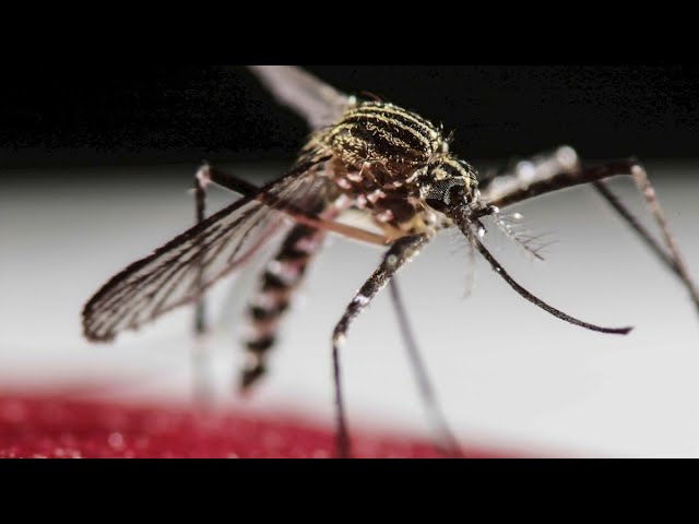 Infectious disease expert breaks down malaria outbreak in Florida