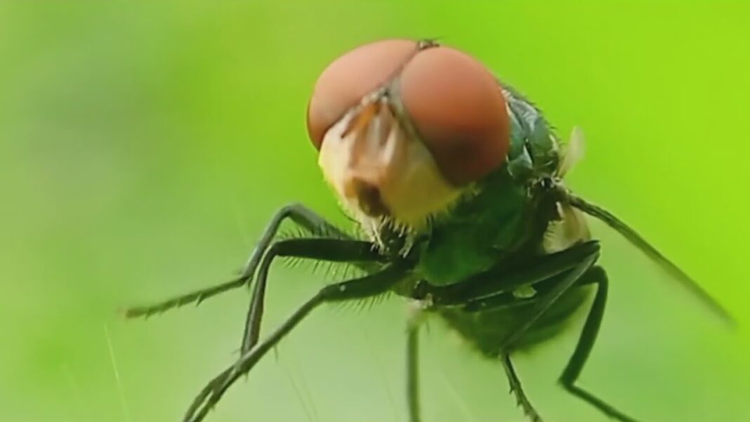Screwworm pet treatment gets emergency approval by FDA