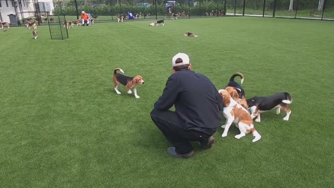 First Steps on Grass: Hundreds of Lab Beagles Get a Second Chance at Life