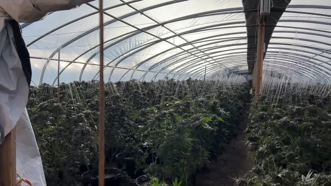 Raid at an illegal marijuana grow site in Siskiyou County, CA., on June 4, 2026.