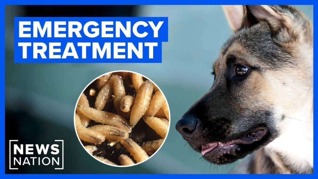 How to protect your pet from the flesh-eating screwworm