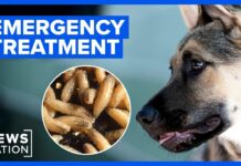 How to protect your pet from the flesh-eating screwworm