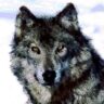 F. Andrew Wolf, Jr.